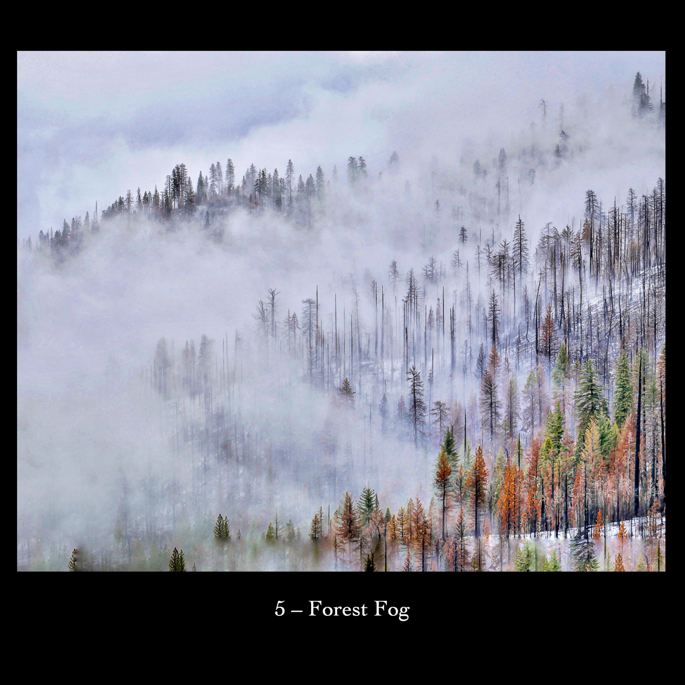 5   Forest Fog